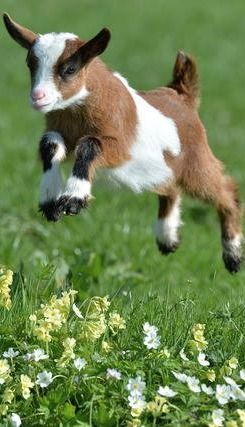 kid goat